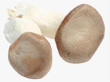 Download For Free Mushroom Png In High Resolution - Mushroom, Transparent Png, Free Download