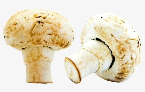 Mushrooms Png Image - Portable Network Graphics, Transparent Png, Free Download