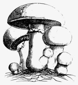 Common Meadow Mushroom Clip Arts - Alice In Wonderland French Art, HD Png Download, Free Download
