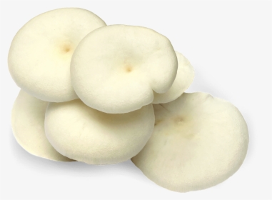 White Oyster Mushroom Png, Transparent Png, Free Download