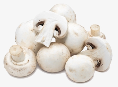 Mushroom Png , Png Download - White Mushroom, Transparent Png, Free Download