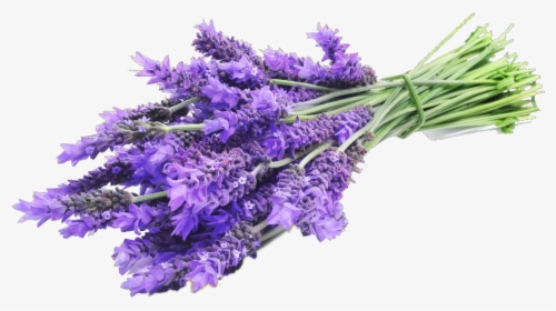 Lavender Vanilla Fragrance Oil - Lavender On Transparent Background, HD Png Download, Free Download