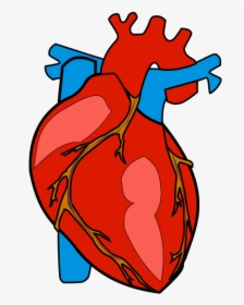 Human Heart Clipart Png, Transparent Png, Free Download