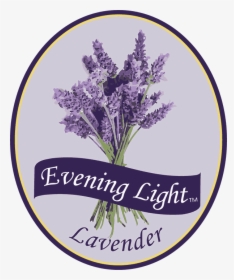 English Lavender, HD Png Download, Free Download