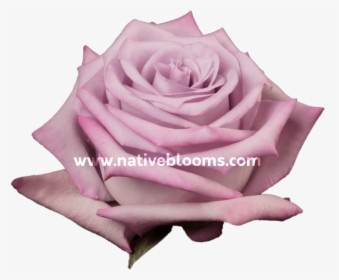 Image - Garden Roses, HD Png Download, Free Download