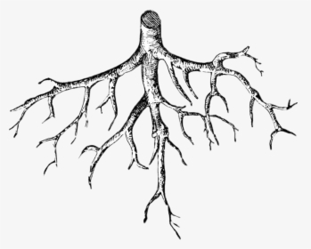 Roots Illustration - Roots Of A Plant Drawing, HD Png Download, Free Download