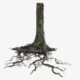 Transparent Driftwood Clipart - Tree With Root Png, Png Download, Free Download