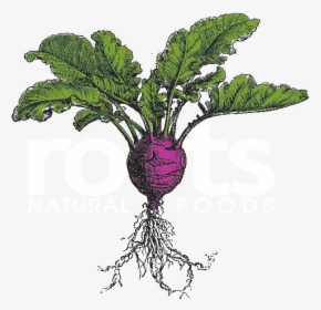 Roots Natural Foods Logo, HD Png Download, Free Download