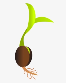 Clip Art Freeuse Library Roots Clipart Plant Seed - Germinating Seed, HD Png Download, Free Download