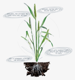 Legume Plant Roots Png , Png Download - Magnesium In Chlorophyll And Phosphorus In Atp, Transparent Png, Free Download
