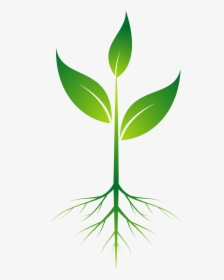 Plant Roots Png No Background - Plant Clipart With Roots, Transparent Png, Free Download