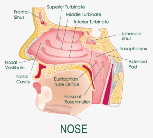 Nasal Turbinates Anatomy, HD Png Download, Free Download