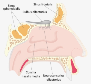 Inwendige Neus, HD Png Download, Free Download