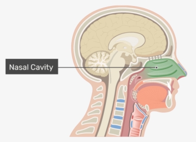 Midsagittal View Of The Nasal Cavity With The Label - Nasal Cavity Png, Transparent Png, Free Download