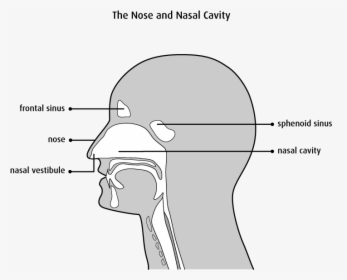 Nasal Vestibule And Nasal Cavity, HD Png Download, Free Download
