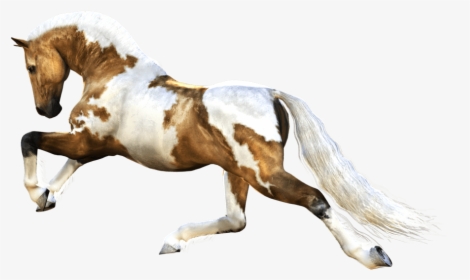 Horse Running - Brown And White Horse Png, Transparent Png, Free Download