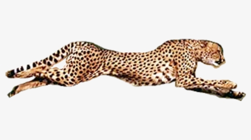Running Cheetah Transparent Background Png - Transparent Background Cheetah Png, Png Download, Free Download