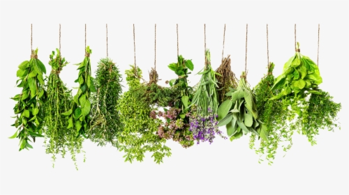 Hd Transparent Images Pluspng - Transparent Background Herbs Png, Png Download, Free Download