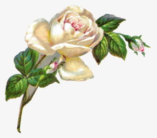 Flower Rose Image Digital Clipart Download Botanical - White Roses Clip Art, HD Png Download, Free Download