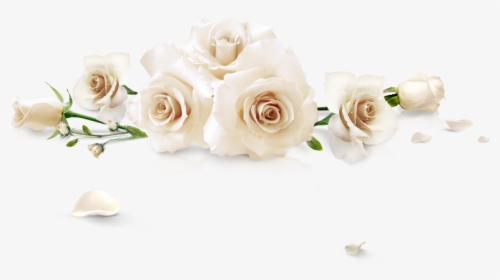 Spilled White Roses - White Roses Png, Transparent Png, Free Download