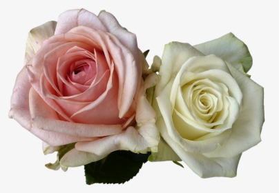 White Rose Png 19, - White And Pink Rose Png, Transparent Png, Free Download