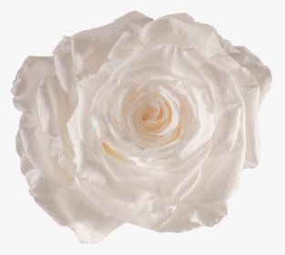 Preserved Rose Pure White - White Preserved Rose, HD Png Download, Free Download