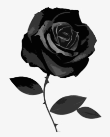 Black And White Rose Wallpaper - Black Rose No Background, HD Png Download, Free Download