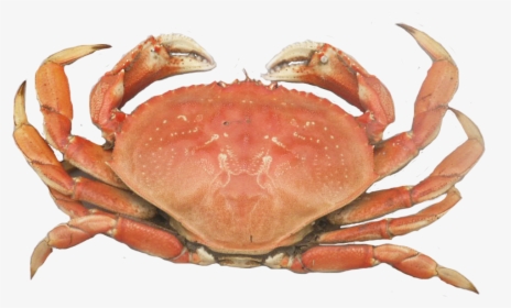 Dungeness Crab Png, Transparent Png, Free Download