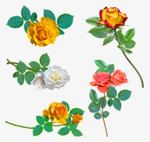 Yellow Roses, White Rose, Pink Rose, Thorns, Yellow - Rosas Amarela Png, Transparent Png, Free Download