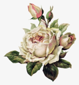 Vintage White Rose Png, Transparent Png, Free Download