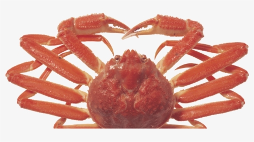 Crab Png, Transparent Png, Free Download