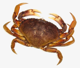 Crab Png Transparent Images - Crab Png, Png Download, Free Download