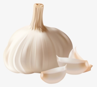 Garlic Png, Transparent Png, Free Download