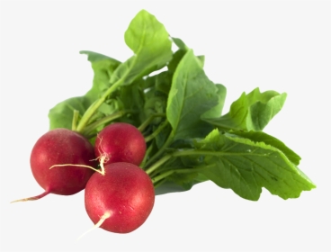Radish Png Image - Healthy Food In Summer, Transparent Png, Free Download
