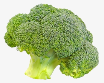 Broccoli, Bunch, Floret, Fresh, Food, Vegetable, Png - Transparent Background Broccoli Transparent, Png Download, Free Download