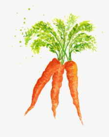 Watercolor Vegetables And Carrots Png Material - Transparent Watercolor Carrot, Png Download, Free Download