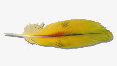 Macaw Feather Png Pic - Yellow Parrot Feather, Transparent Png, Free Download