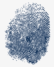 Automated Fingerprint Identification Spiral Adermatoglyphia - Fingerprints Png, Transparent Png, Free Download