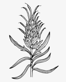 Wyoming Paintbrush Clip Arts - Indian Paintbrush Flower Drawing, HD Png Download, Free Download