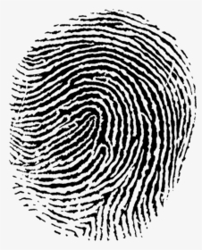 Logo - Free Fingerprint Vector, HD Png Download, Free Download