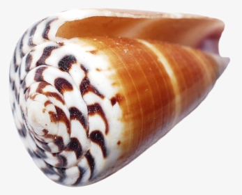 Transparent Seashell Png - Seashell, Png Download, Free Download