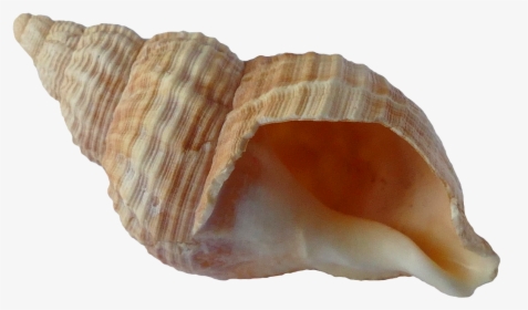 Seashell Png - Transparent Background Seashell Png, Png Download, Free Download