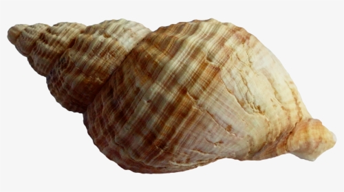 Sea Shell Png Download - Shell Png, Transparent Png, Free Download