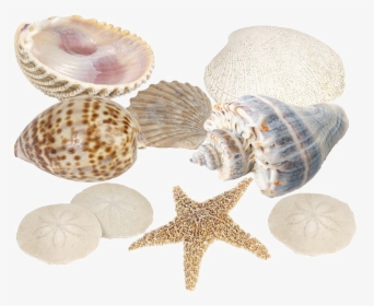 Seashell Download Png Image - Shell, Transparent Png, Free Download