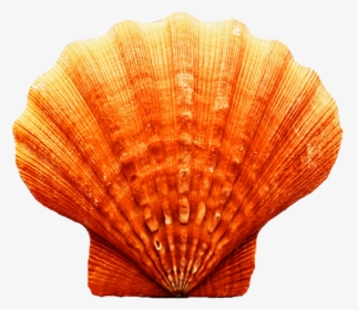 Seashell Transparent Image - Scallop Orange Seashell, HD Png Download, Free Download