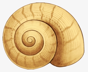 Spiral Shell Clip Art, HD Png Download, Free Download