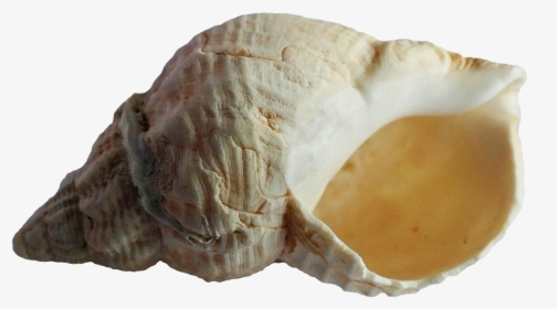 Seashell Png - Fossil Transparent Background, Png Download, Free Download