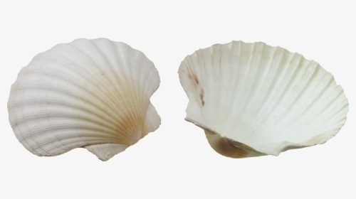 Seashell Png - صدف Png, Transparent Png, Free Download