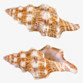 Seashells Clipart Shell Conch - Shells From Papua New Guinea, HD Png Download, Free Download