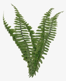 Ostrich-fern - Ferns With Transparent Background, HD Png Download, Free Download